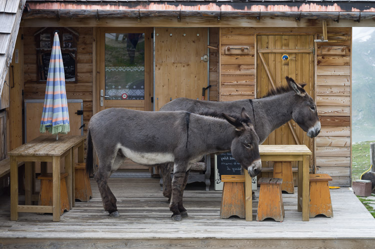 Donkeys